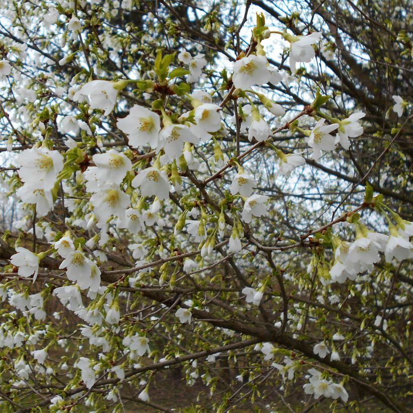 Prunus incisa Yamadei - Fuji-kers (Bloei)