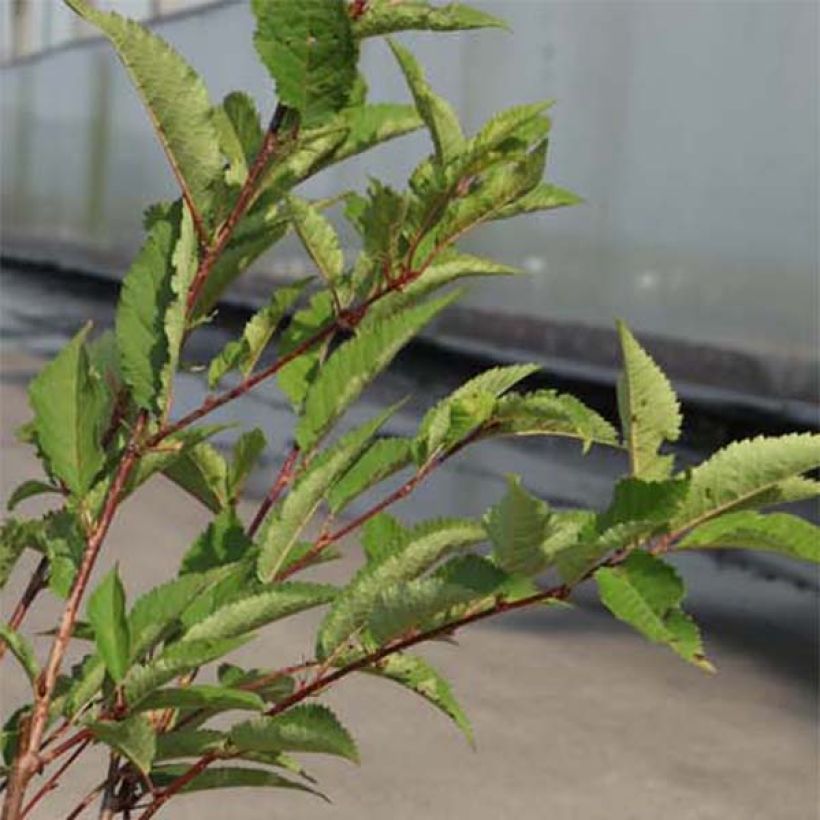Prunus kurilensis Ruby - Sierkers (Blad)