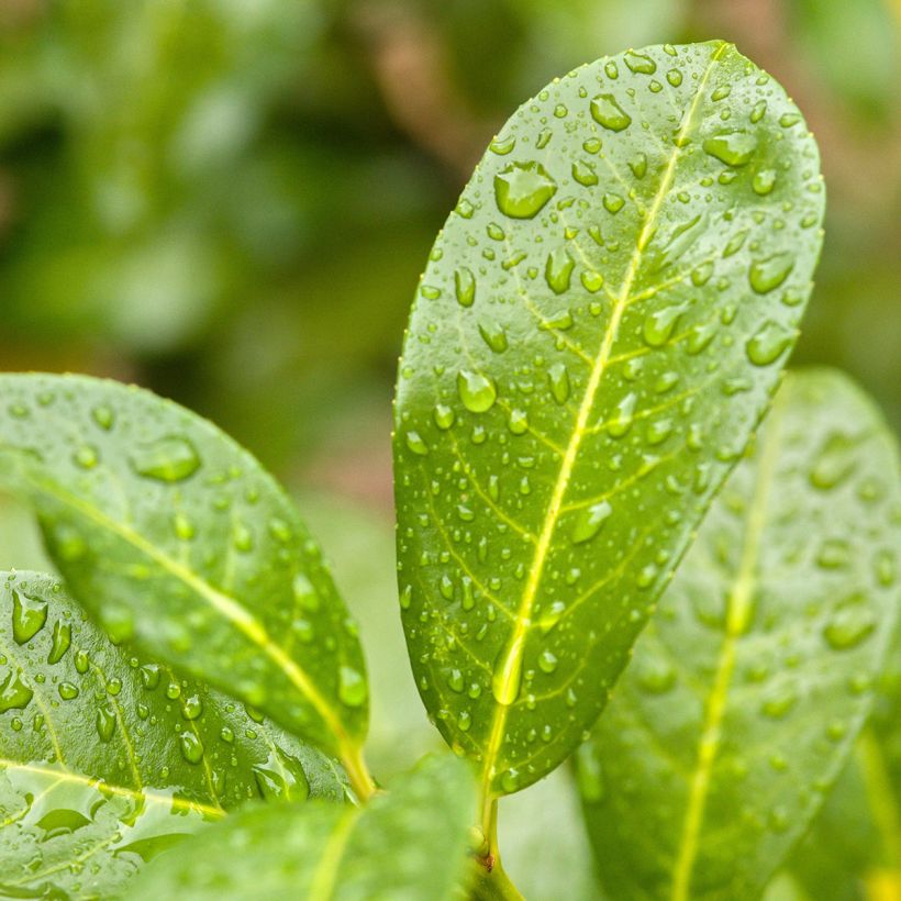 Prunus laurocerasus Ani - Laurierkers (Foliage)