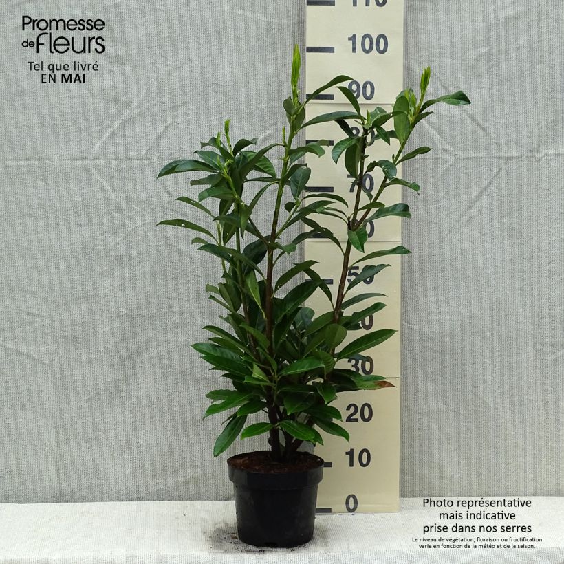 Exemplaar van Prunus laurocerasus Caucasica - Laurierkers Pot van 3 l/4 l zoals geleverd in de lente