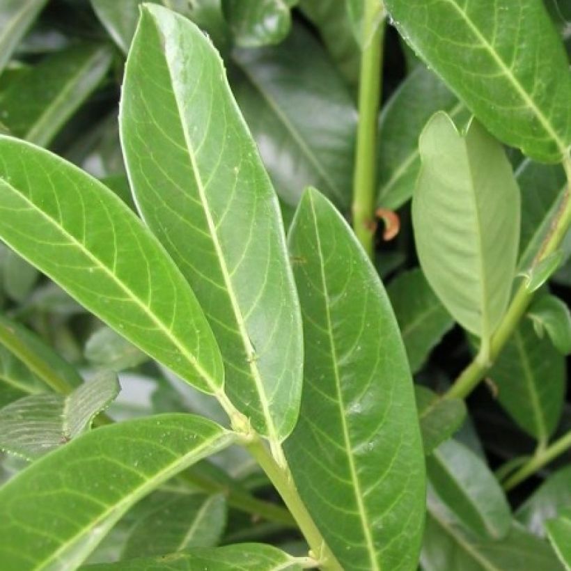 Prunus laurocerasus Genolia - Laurierkers (Foliage)