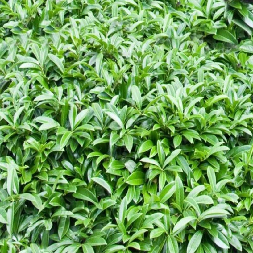 Prunus laurocerasus Mount Vernon - Laurierkers (Blad)