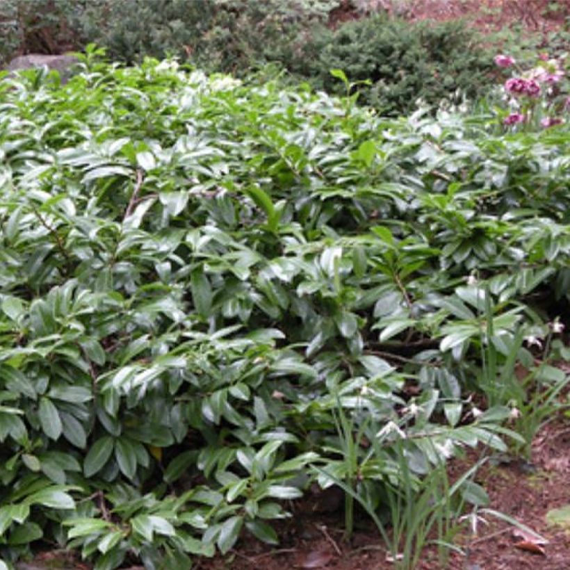 Prunus laurocerasus Mount Vernon - Laurierkers (Groeiplaats)