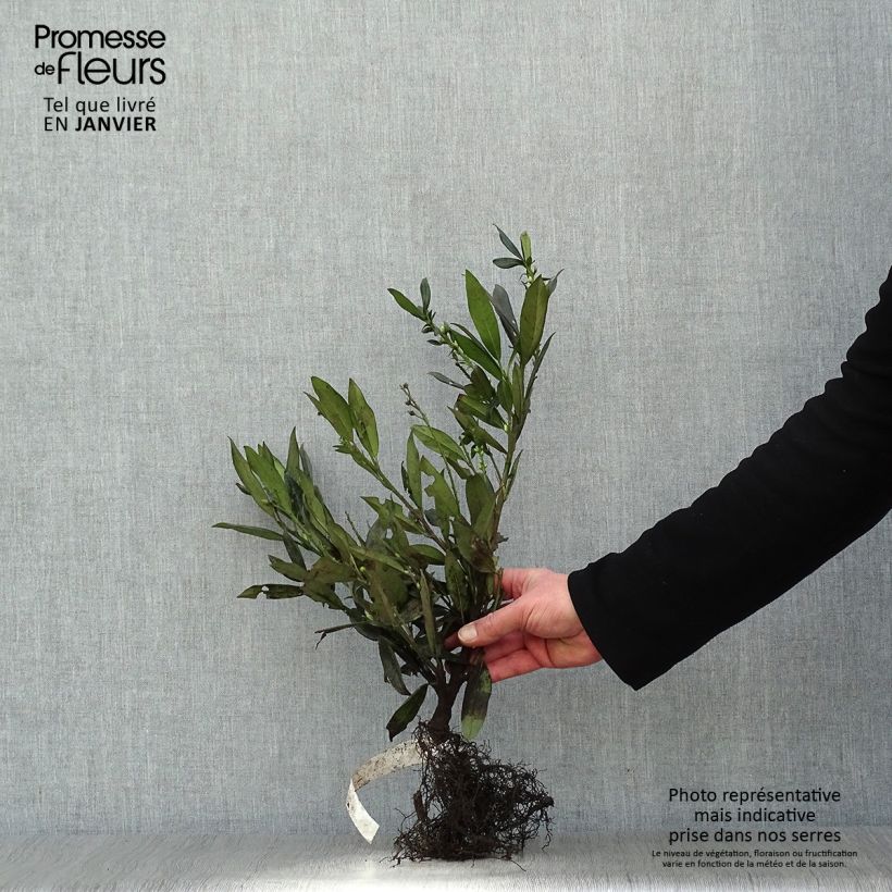 Exemplaar van Prunus laurocerasus Otto Luyken - Laurierkers Naakte wortel zoals geleverd in de winter