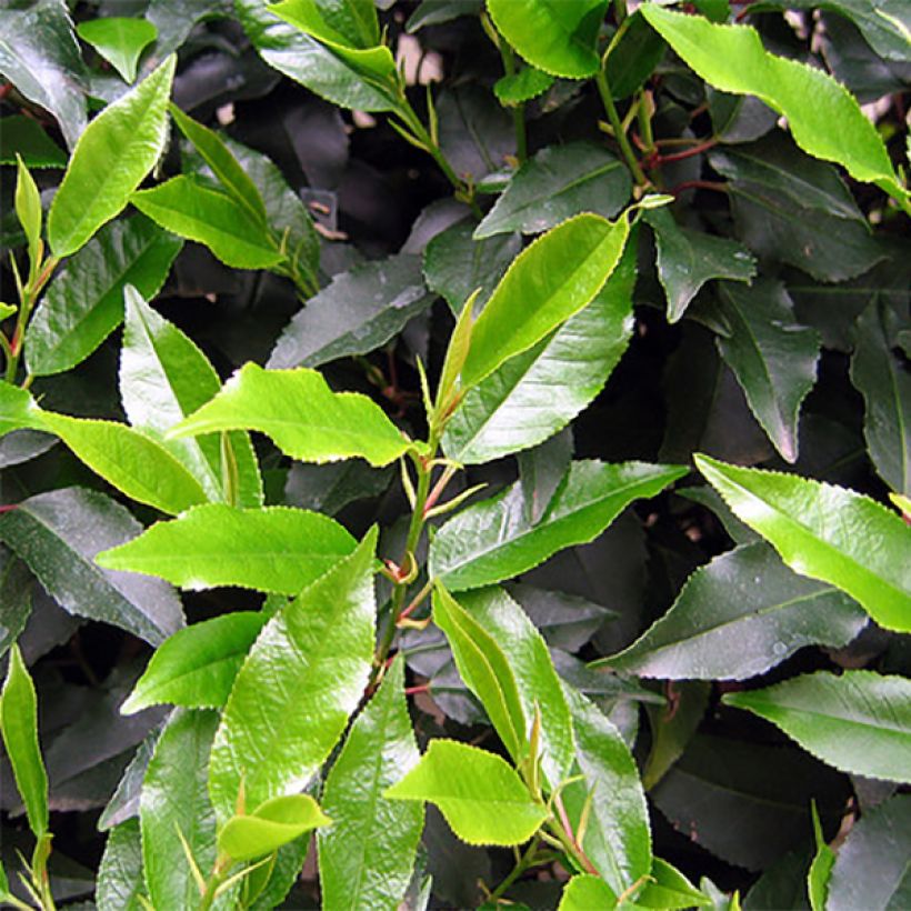 Prunus lusitanica - Portugese laurier (Foliage)