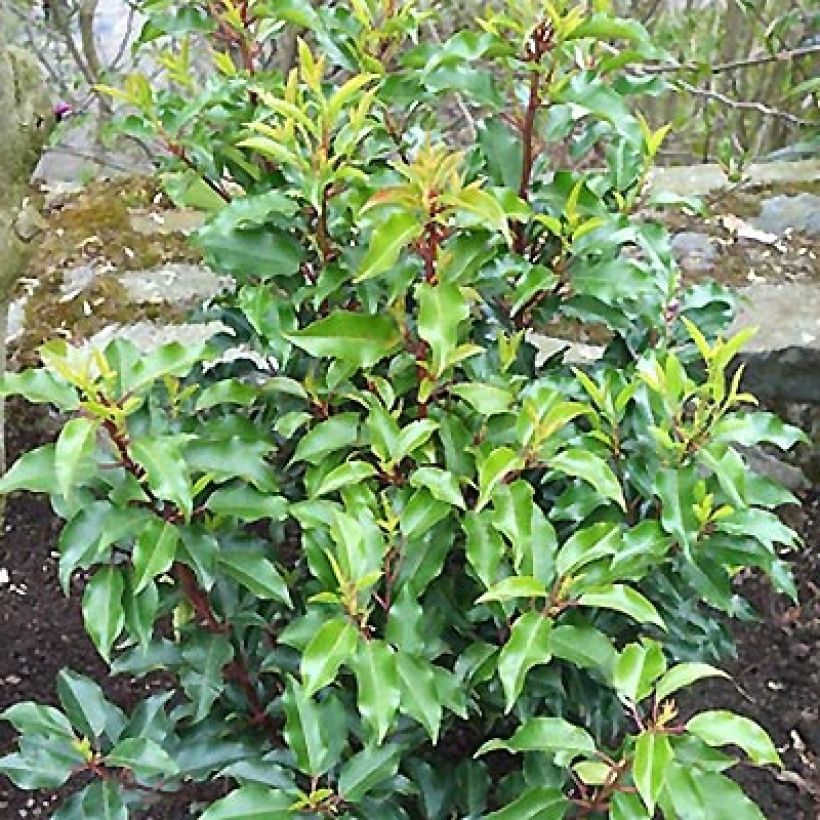 Prunus lusitanica Brenelia - Portugese laurier (Groeiplaats)