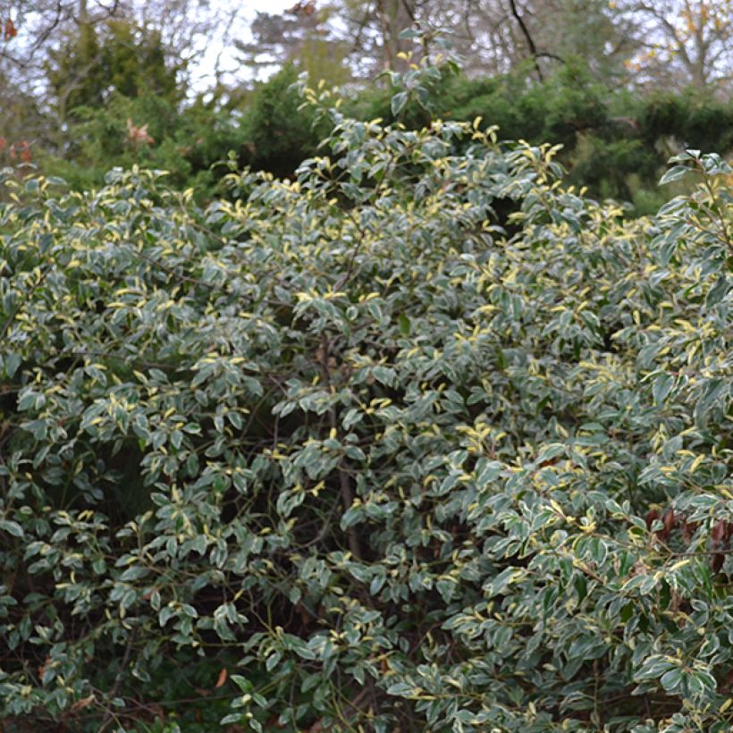 Prunus lusitanica Variegata - Portugese laurier (Groeiplaats)
