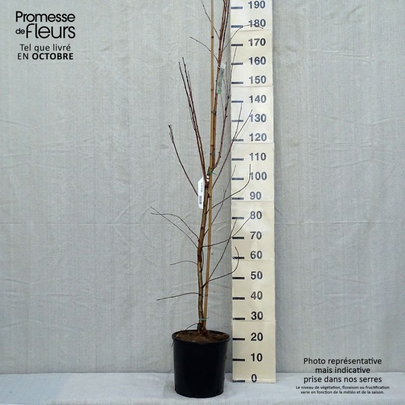 Exemplaar van Prunus maackii Amber Beauty - Amurkers Pot van 12 l/15 l zoals geleverd in de herfst