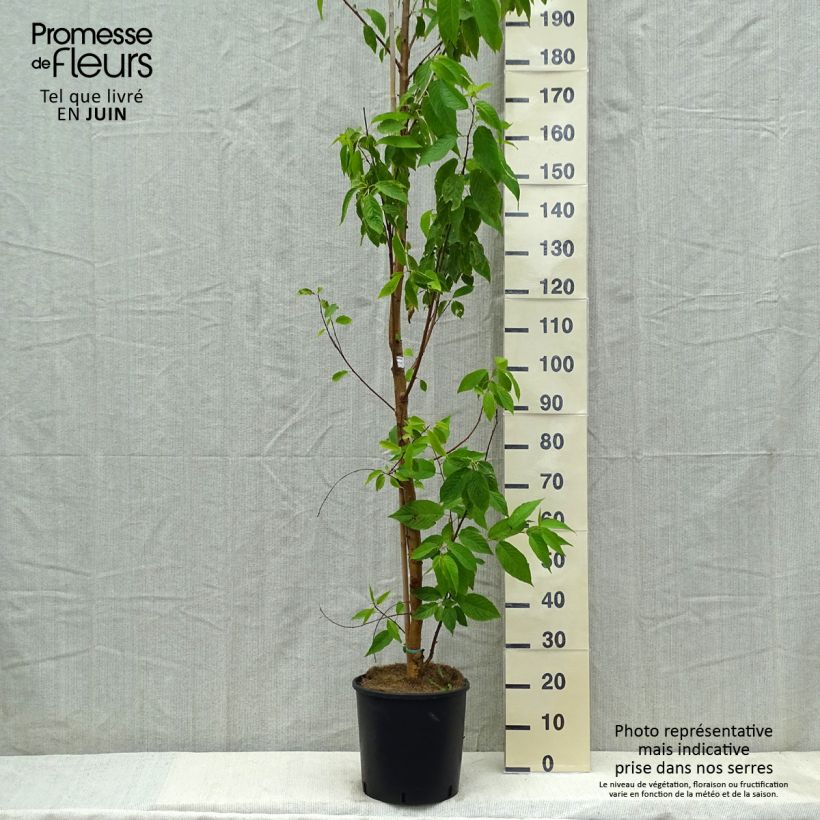 Exemplaar van Prunus maackii Amber Beauty - Amurkers Pot van 12 l/15 l zoals geleverd in de lente