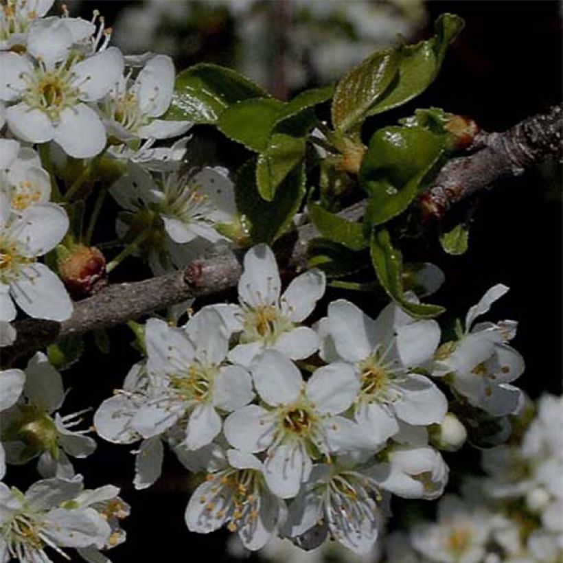 Prunus mahaleb - Weichselboom (Bloei)