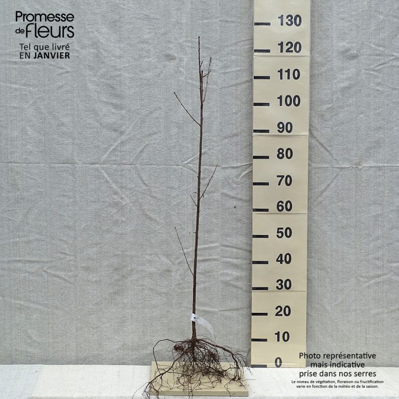 Exemplaar van Prunus mahaleb - Weichselboom Naakte wortel zoals geleverd in de winter