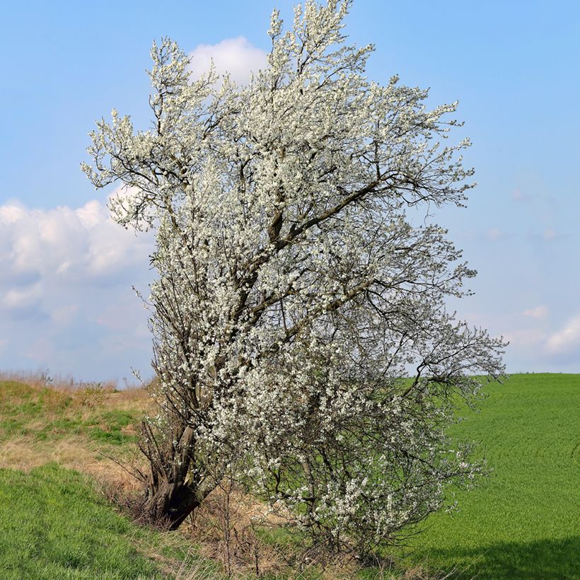 Prunus mahaleb - Weichselboom (Groeiplaats)