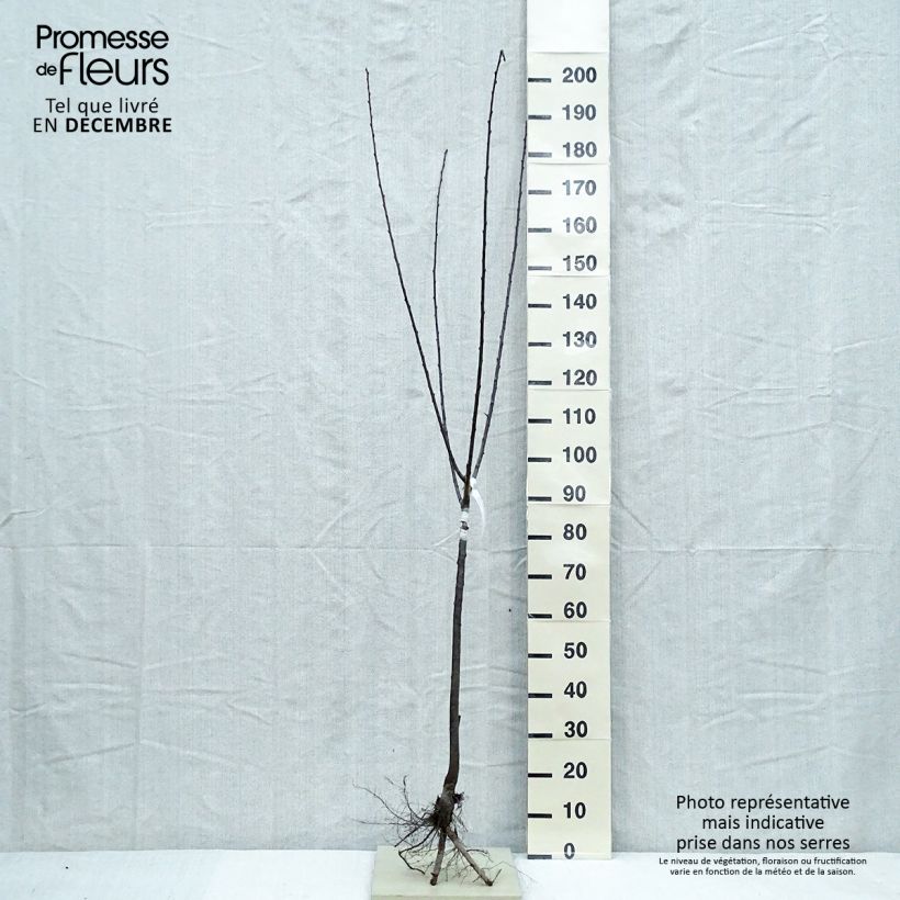 Exemplaar van Mirabelle van Nancy Naakte wortel, Kelkvormig zoals geleverd in de winter