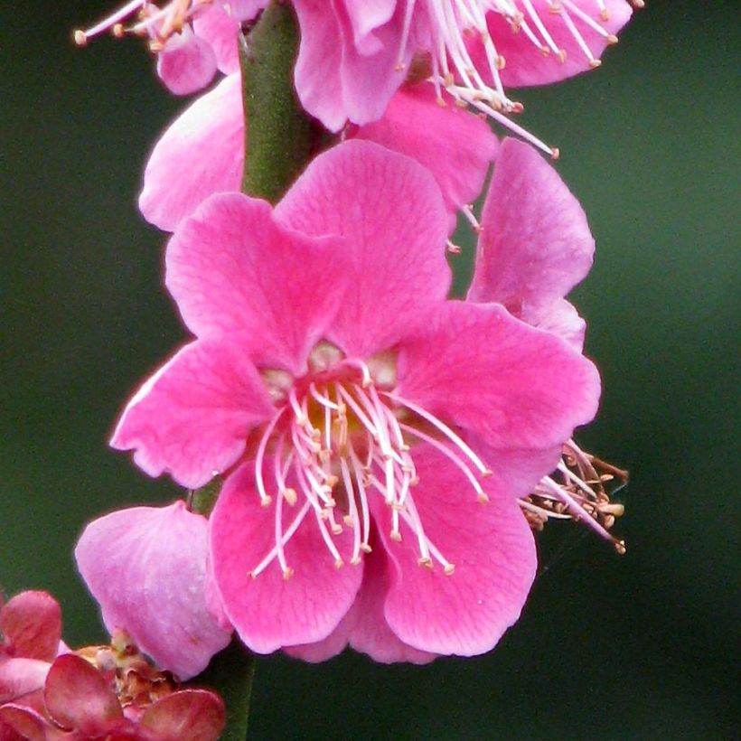 Prunus mume Beni Chidori - Japanse abrikoos (Bloei)