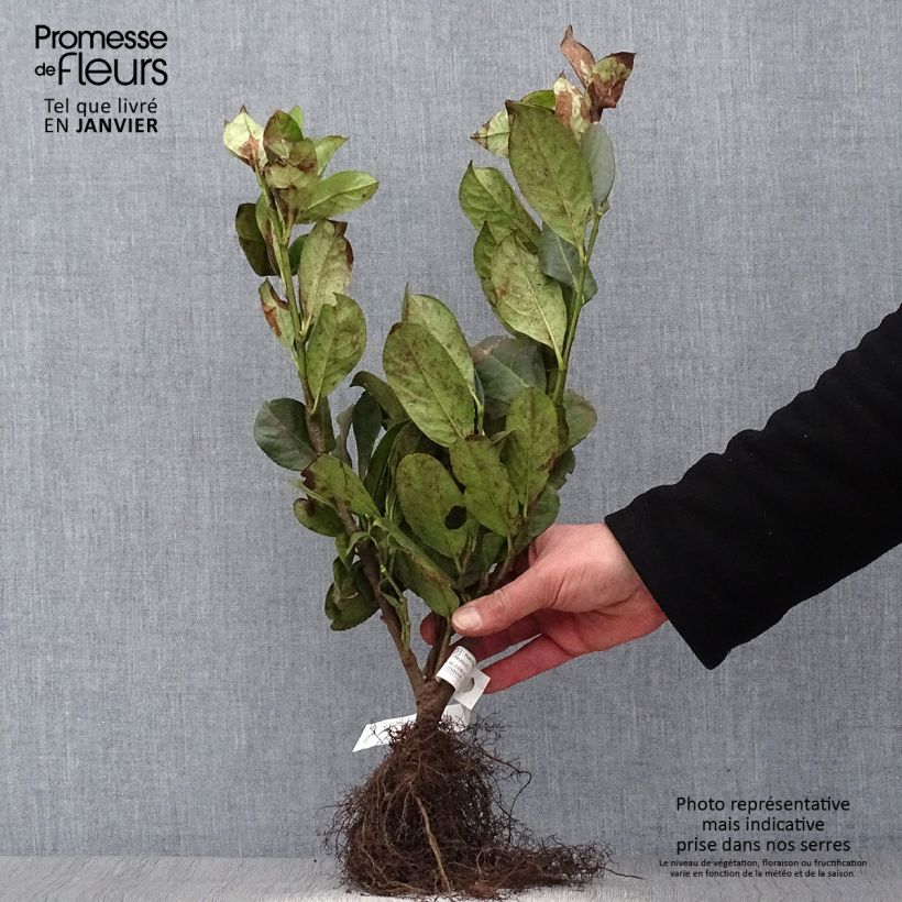 Exemplaar van Prunus padus - Vogelkers Naakte wortel zoals geleverd in de winter