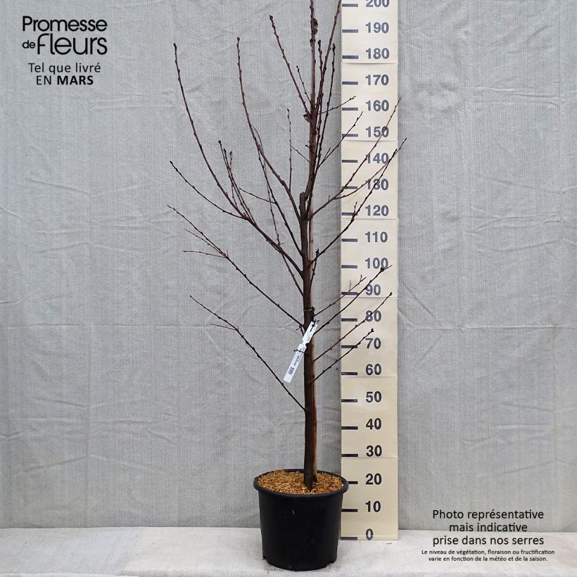 Example of Prunus padus Le Thoureil - Vogelkers Pot van 12 l/15 l as you get in hiver