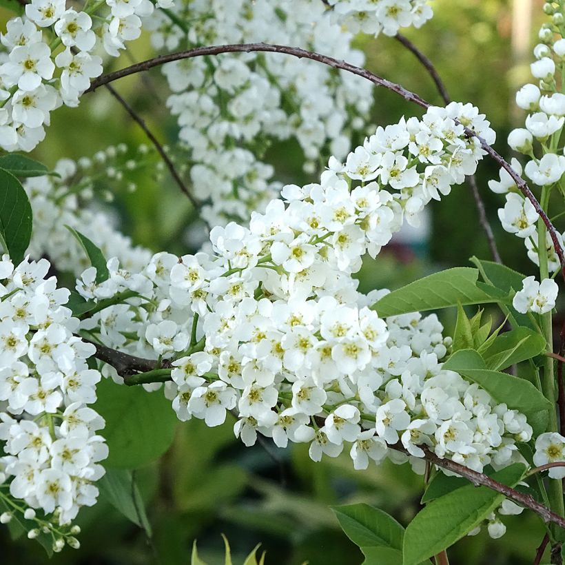 Prunus padus Le Thoureil - Vogelkers (Bloei)