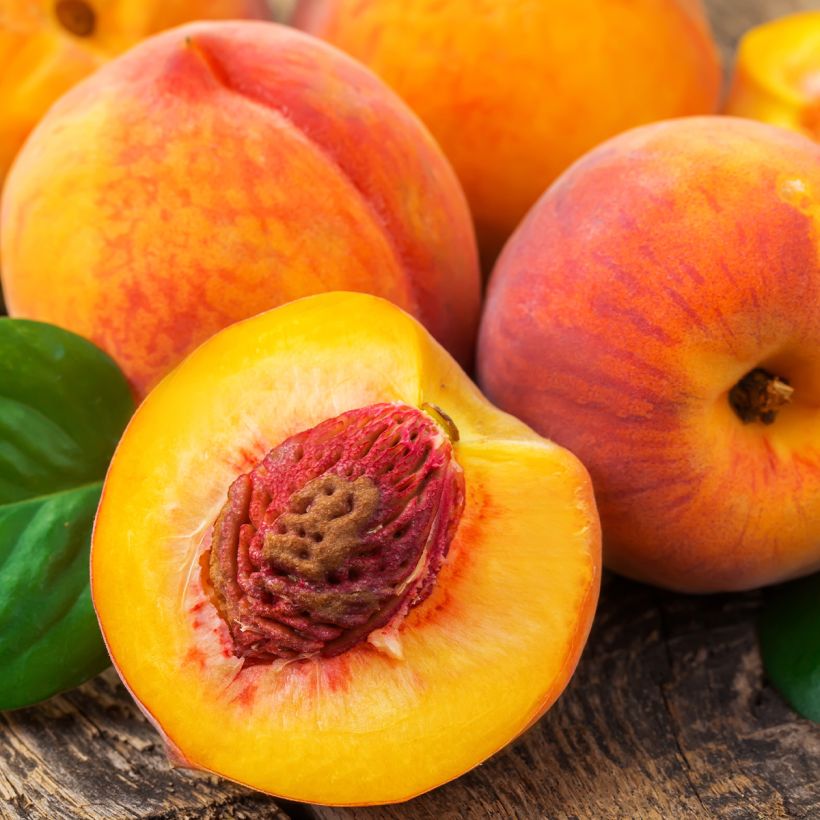 Perzik Vruchtbare van September (Oogst)