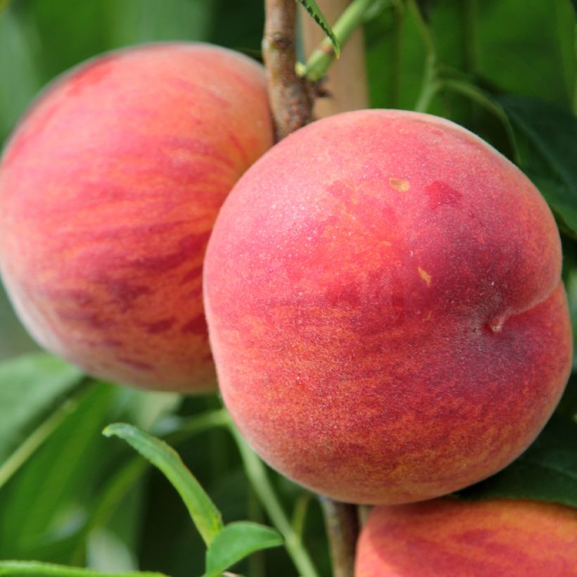 Perzik Suncrest (Oogst)