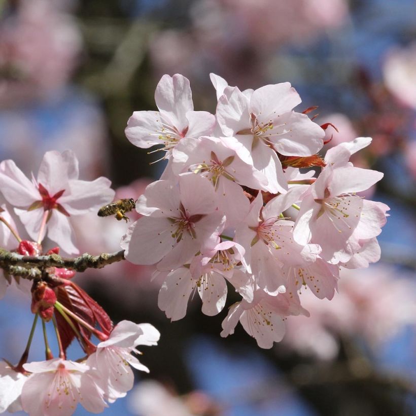 Prunus sargentii - Japans sierkers (Bloei)