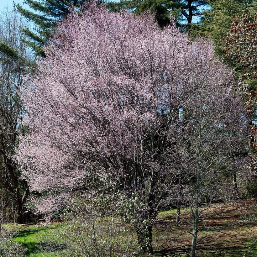 Prunus sargentii - Japans sierkers (Groeiplaats)
