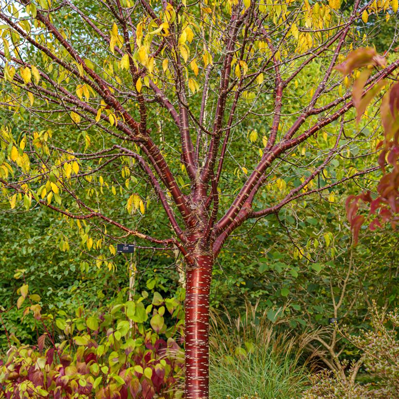 Prunus serrula Amber Scots - Tibetaanse sierkers (Groeiplaats)