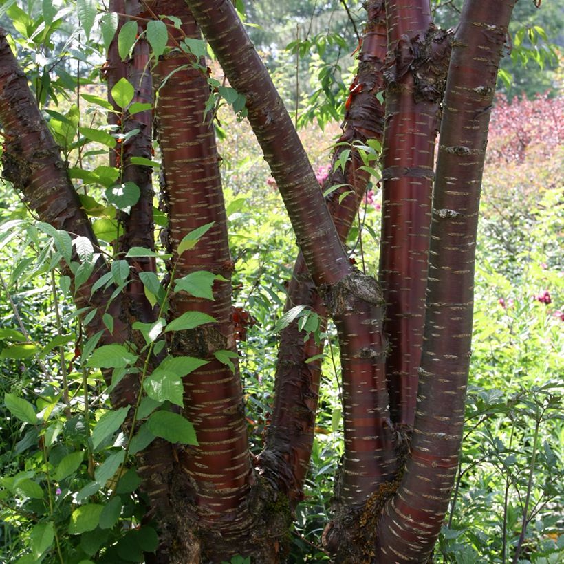Prunus serrula - Tibetaanse sierkers (Groeiplaats)