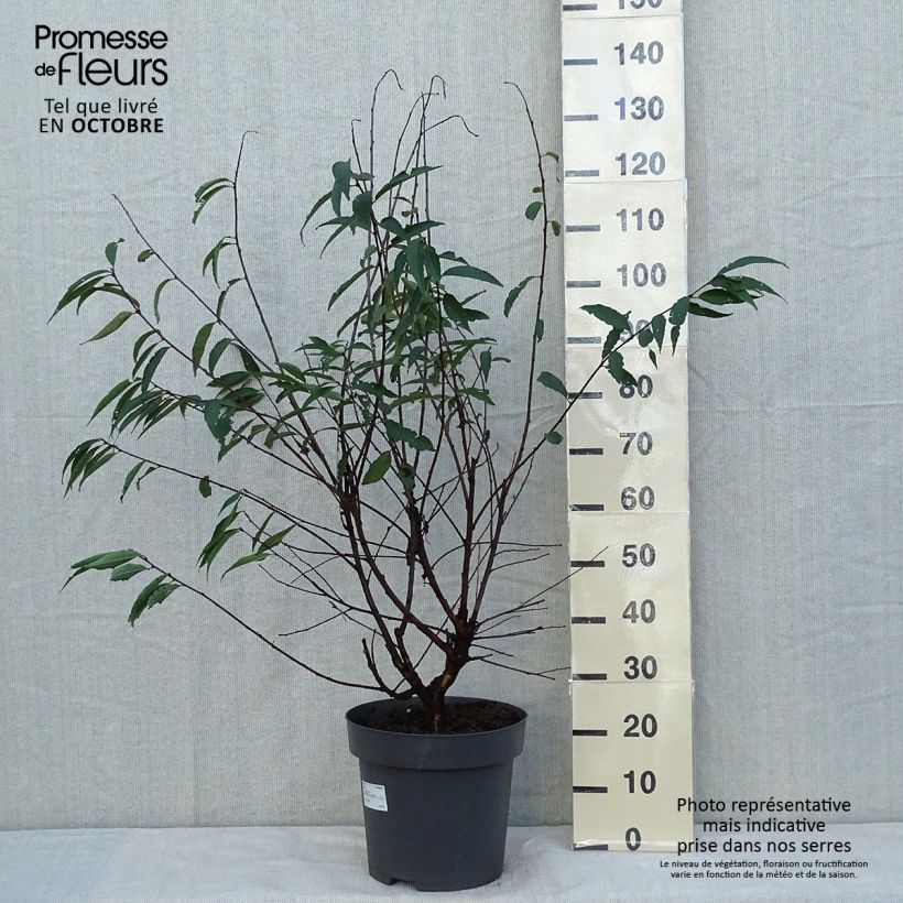 Exemplaar van Prunus serrula - Tibetaanse sierkers Pot van 12 l/15 l zoals geleverd in de herfst