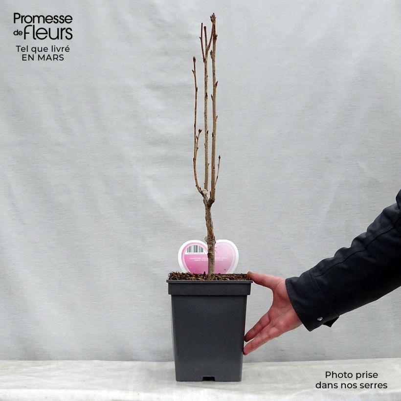 Exemplaar van Prunus serrulata Amanogawa - Japanse sierkers Pot van 4 l/5 l zoals geleverd in de lente