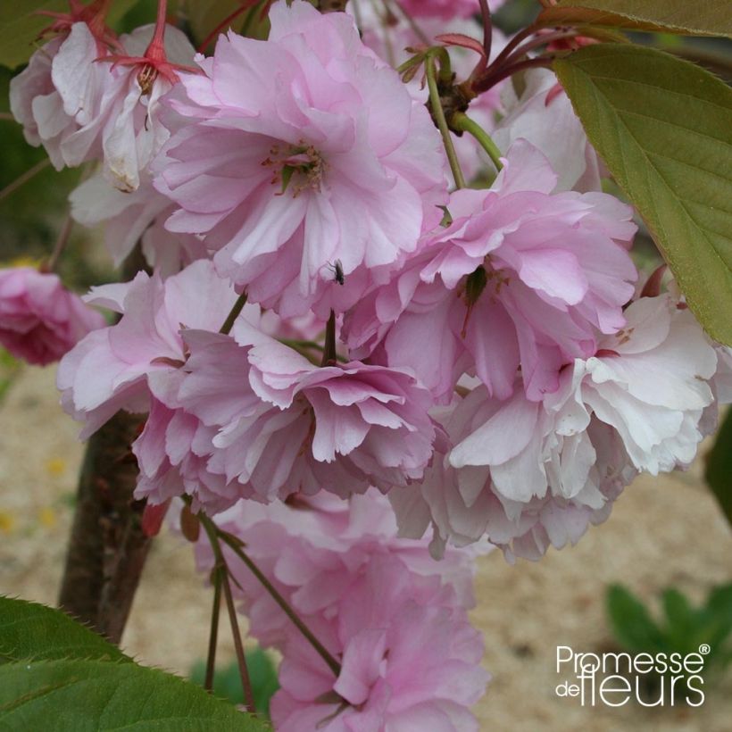 Prunus serrulata Pink Perfection - Japanse sierkers (Bloei)