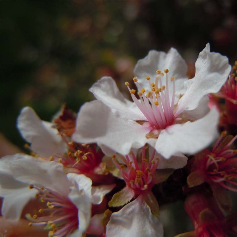 Prunus tomentosa - Sierkers (Bloei)