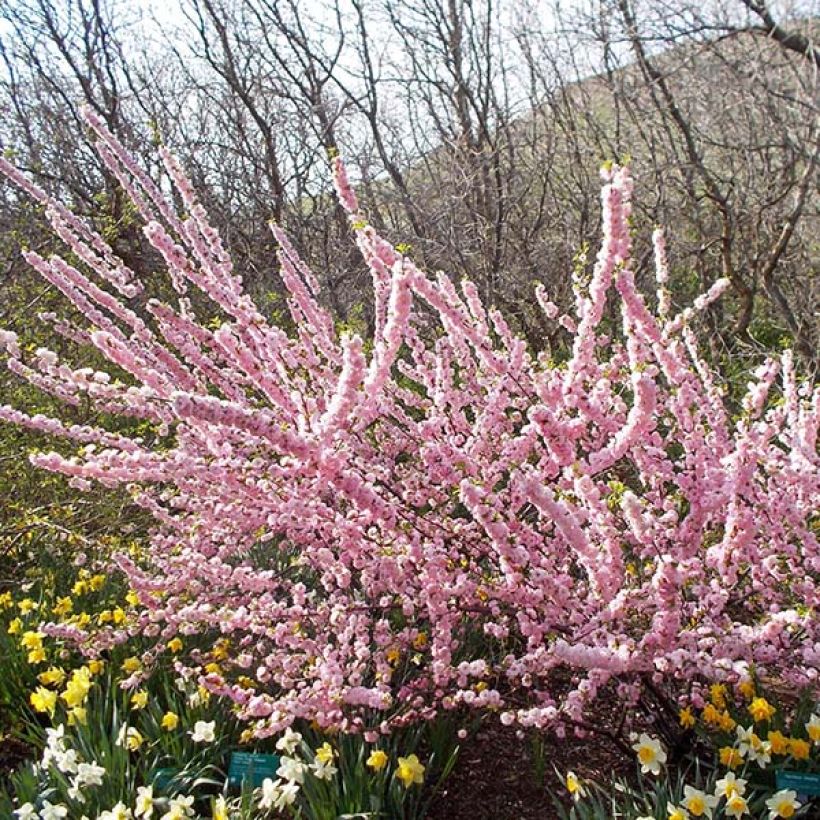 Prunus triloba Multiplex - Amandelboompje (Groeiplaats)