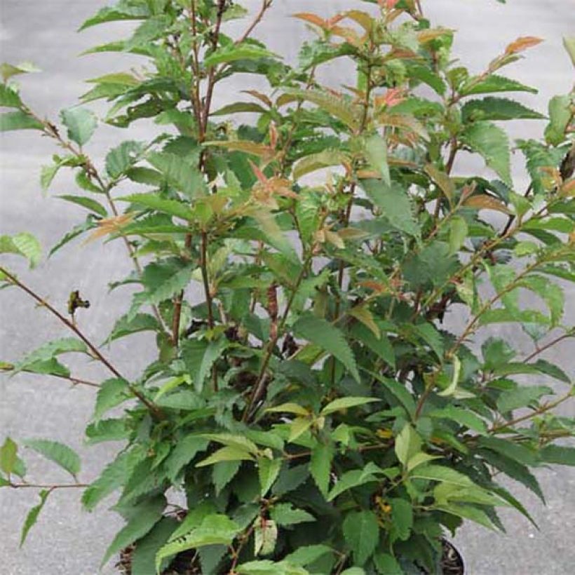 Prunus subhirtella Fukubana - Winterbloeiende kers (Blad)
