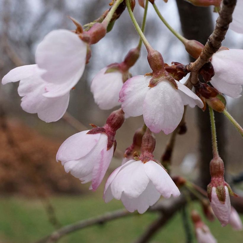 Prunus yedoensis Shidare Yoshino - Yoshinokers (Bloei)