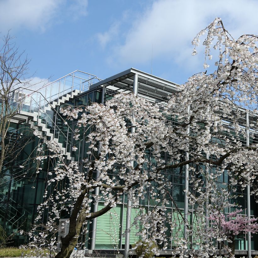 Prunus yedoensis Ivensii - Yoshinokers (Groeiplaats)