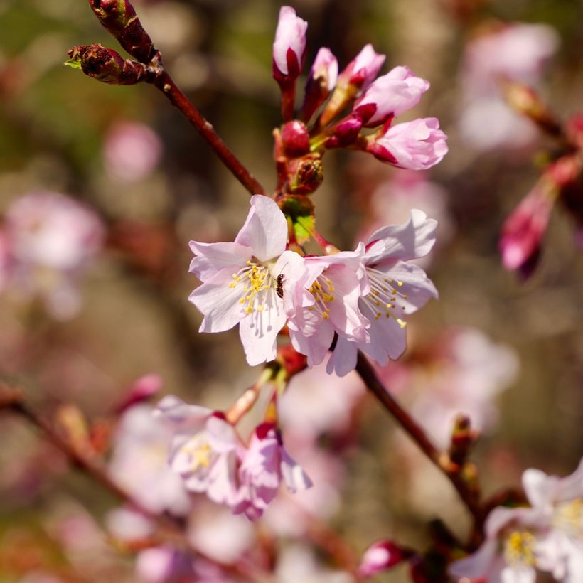 Prunus kurilensis Ruby - Sierkers (Bloei)