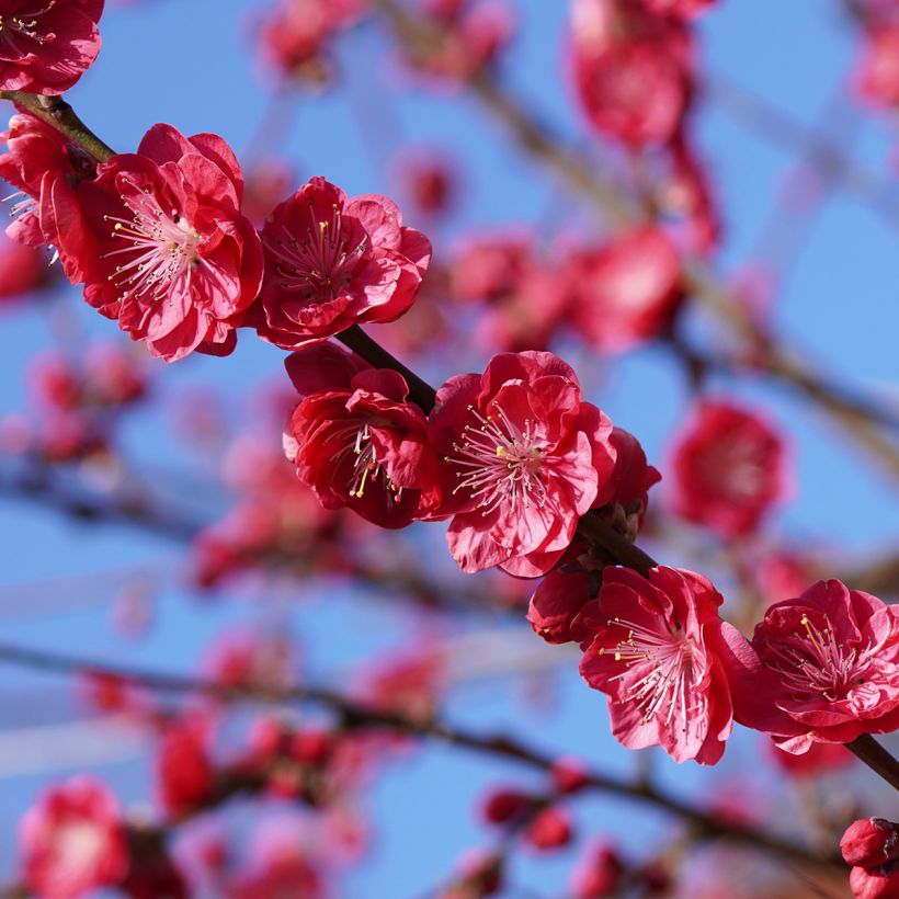 Prunus persica Melred Weeping - Perzikboom (Bloei)