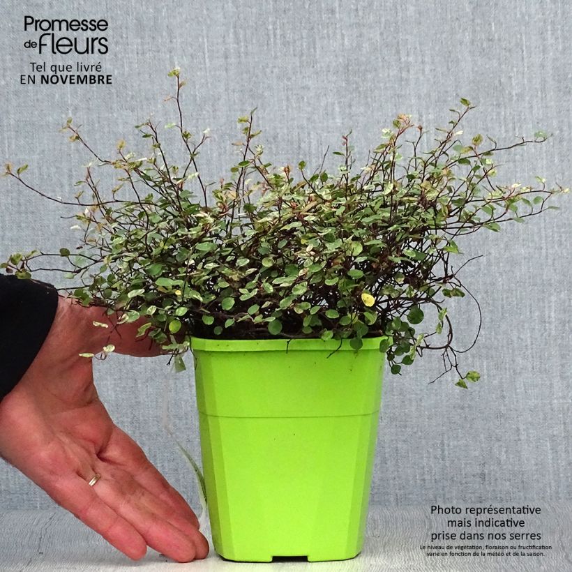 Exemplaar van Pseudanthus tasmanicus Radiance Pot van 1,5 l/2 l zoals geleverd in de herfst