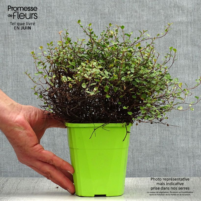 Exemplaar van Pseudanthus tasmanicus Radiance Pot van 1,5 l/2 l zoals geleverd in de zomer
