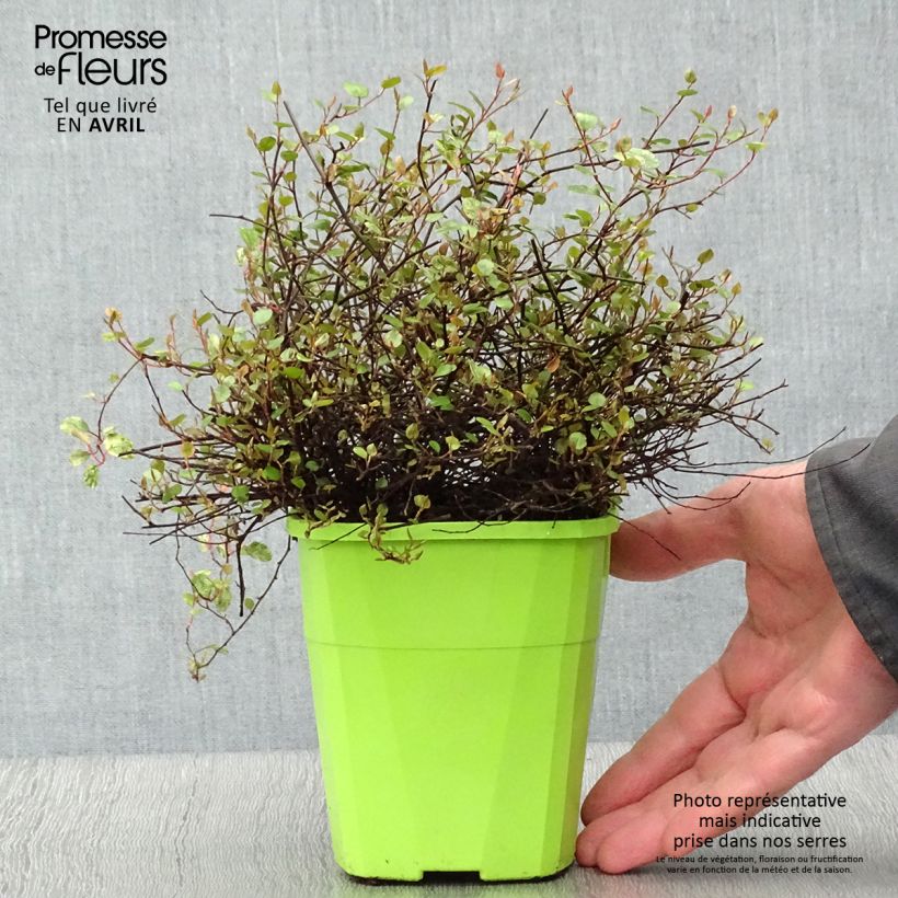 Exemplaar van Pseudanthus tasmanicus Radiance Pot van 1,5 l/2 l zoals geleverd in de lente