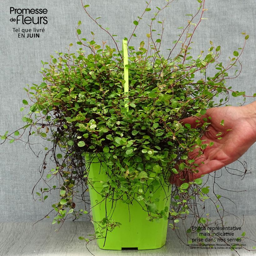 Exemplaar van Pseudanthus tasmanicus Radiance Pot van 4 l/5 l zoals geleverd in de zomer