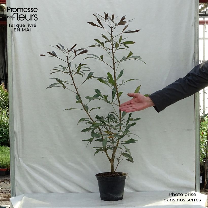 Exemplaar van Pseudopanax lessonii Dark Star - Houpara Pot van 2 l/3 l zoals geleverd in de lente