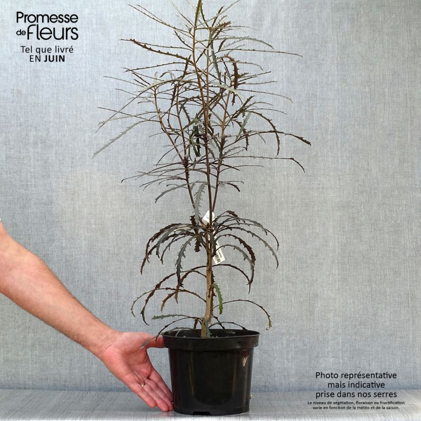 Exemplaar van Pseudopanax Bronze Eagle Pot van 3 l/4 l zoals geleverd in de zomer