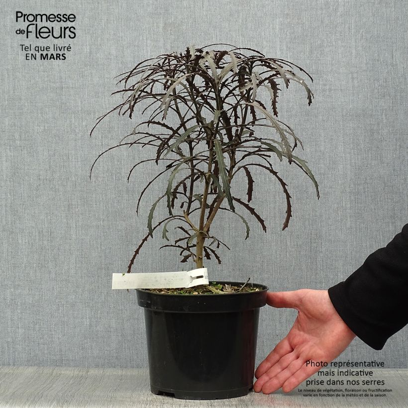Example of Pseudopanax Bronze Eagle Pot van 3 l/4 l as you get in printemps