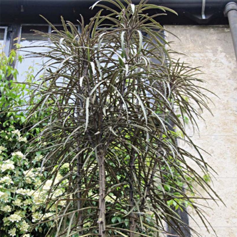 Pseudopanax crassifolius (Plant habit)