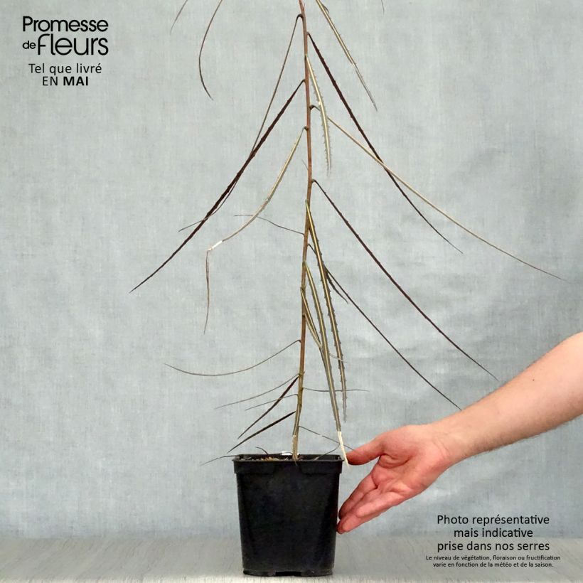 Example of Pseudopanax crassifolius Pot van 2 l/3 l as you get in printemps