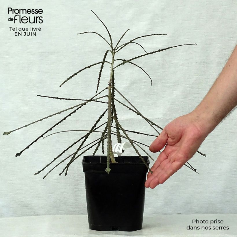 Exemplaar van Pseudopanax ferox Pot van 2 l/3 l zoals geleverd in de zomer