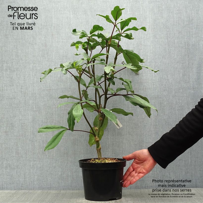 Example of Pseudopanax laetus Pot van 3 l/4 l as you get in printemps