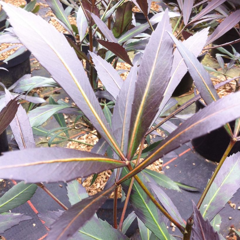 Pseudopanax lessonii Dark Star - Houpara (Blad)