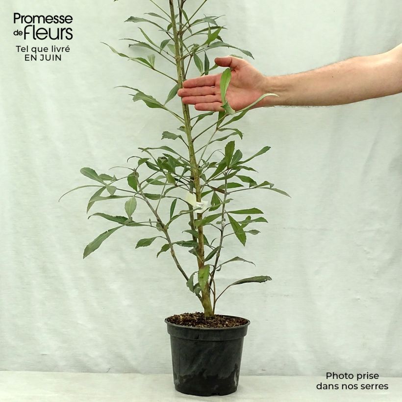 Exemplaar van Pseudopanax lessonii Dark Star - Houpara Pot van 2 l/3 l zoals geleverd in de zomer